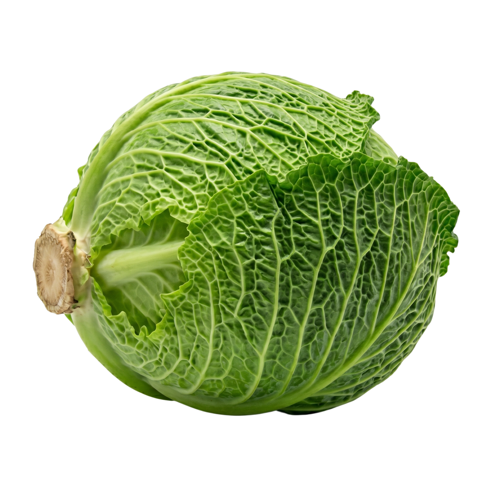 Cabbage - Green