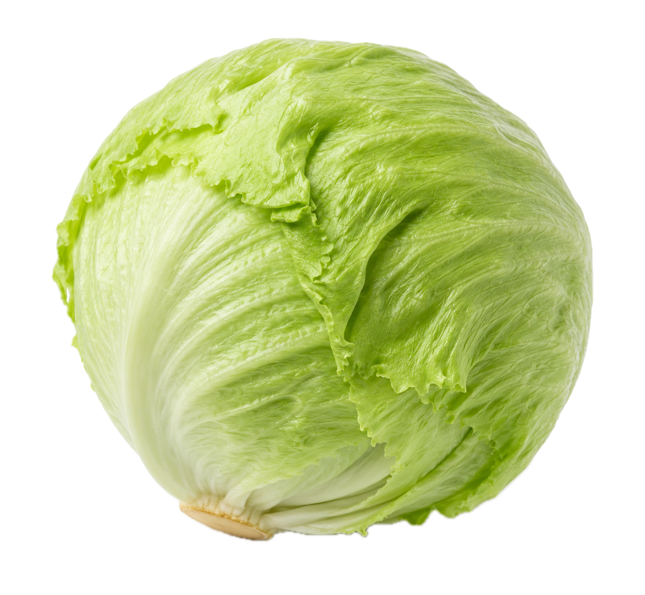 lettuce iceberg